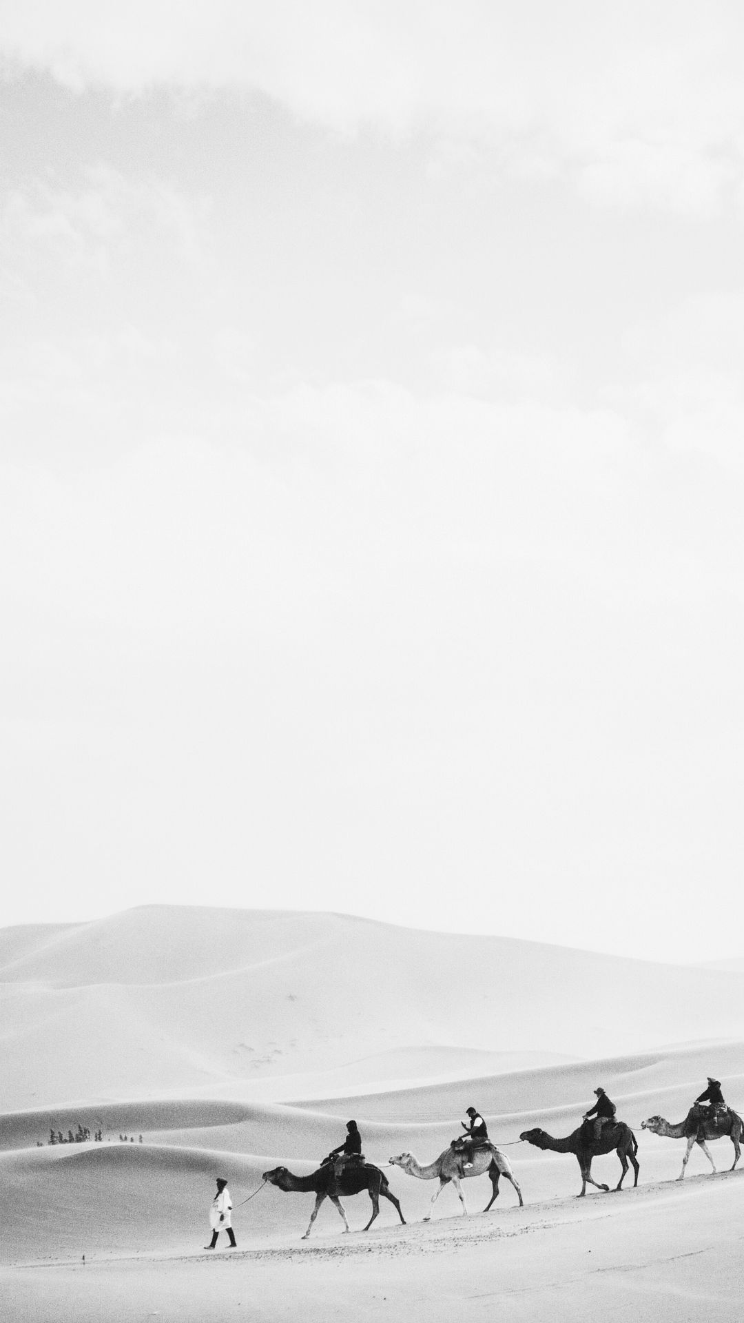 قافلة الصحراء
